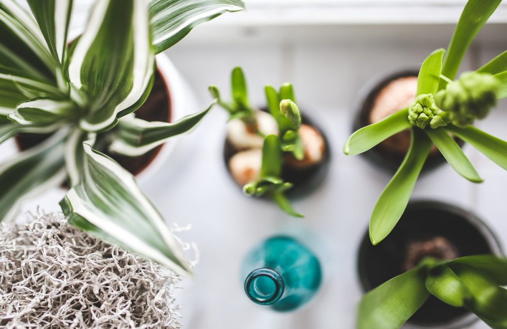 plantas de interior