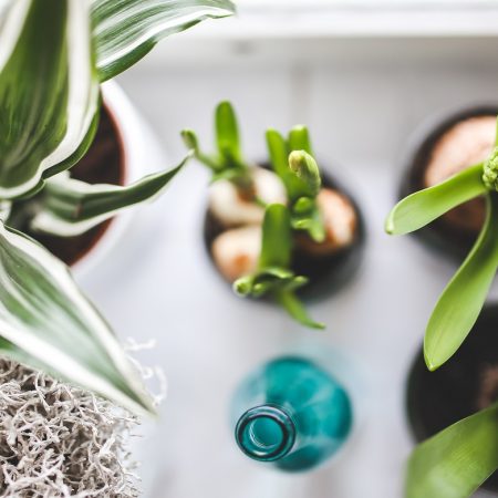 plantas de interior