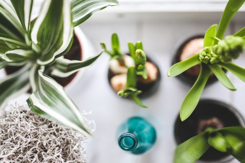 plantas de interior